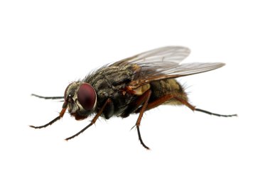 böcek üzerinde beyaz izole