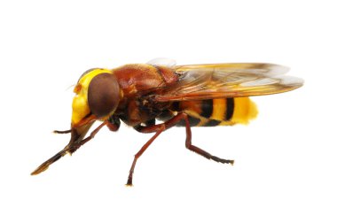 böcek üzerinde beyaz izole