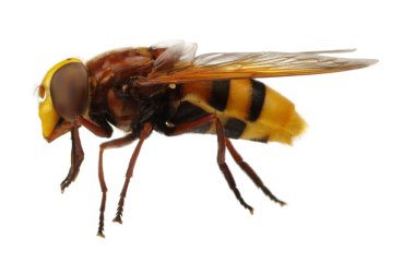 böcek üzerinde beyaz izole