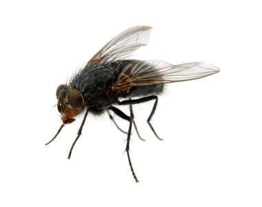 böcek üzerinde beyaz izole