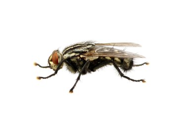 böcek üzerinde beyaz izole