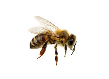 böcek üzerinde beyaz izole