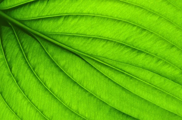 Green leaf texture — Stock Photo, Image