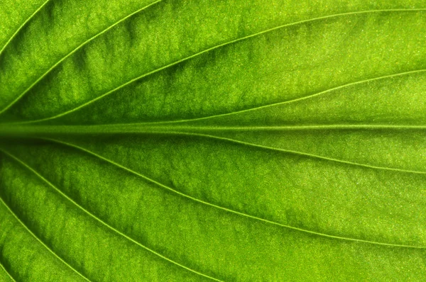 Textura de folha verde — Fotografia de Stock