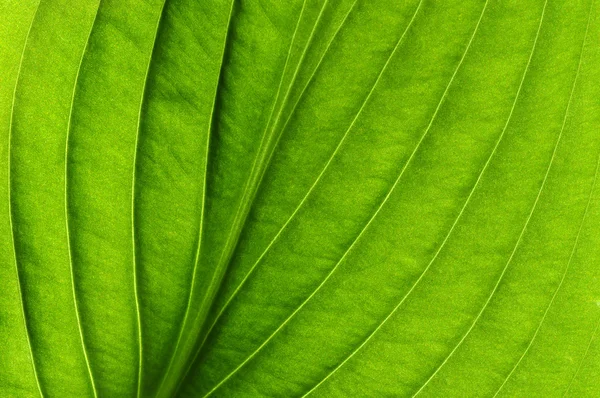 Textura de folha verde — Fotografia de Stock