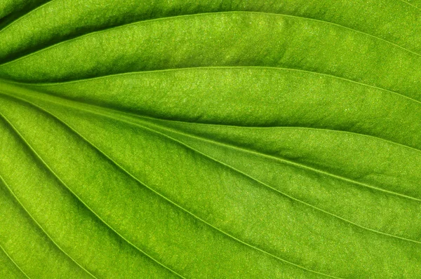 Green leaf texture — Stock Photo, Image