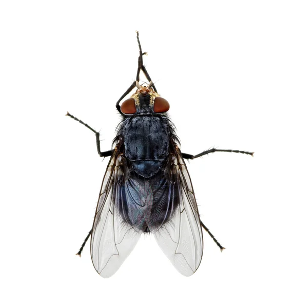 Na białym tle owad — Zdjęcie stockowe