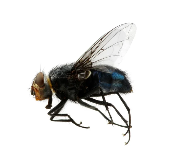 Hmyzu izolovaných na bílém — Stock fotografie