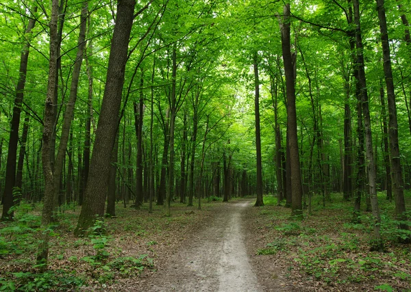 Bomen in een groen bos — Stockfoto