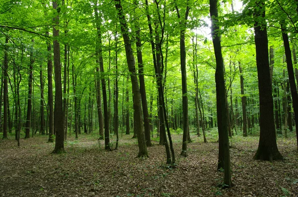 Árboles en un bosque verde — Foto de Stock