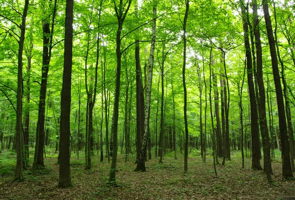 Árboles en un bosque verde —  Fotos de Stock