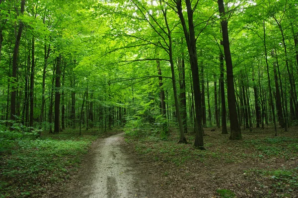 Bäume in einem grünen Wald — Stockfoto