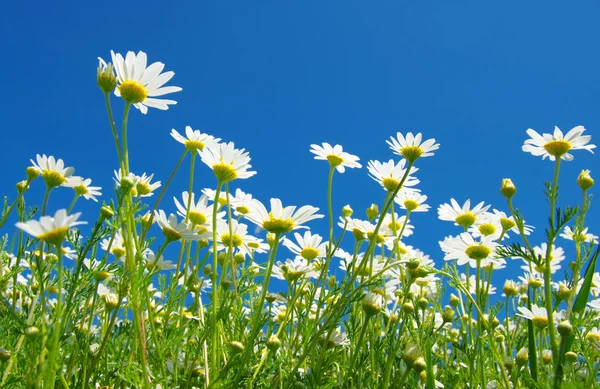 Witte camomiles bloem — Stockfoto