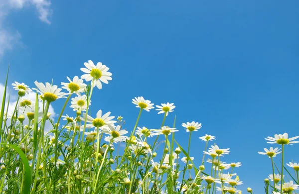 Camomilas blancas flor — Foto de Stock