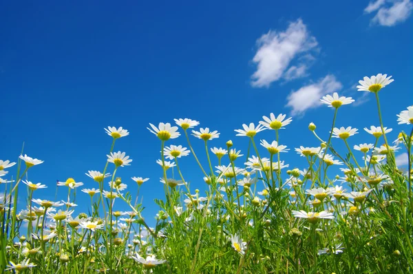 Vit camomiles blomma — Stockfoto