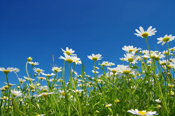 白いカモミールの花 — ストック写真