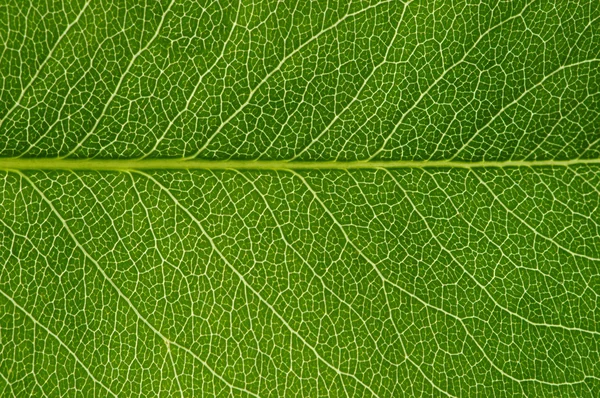 Textura de folha verde — Fotografia de Stock