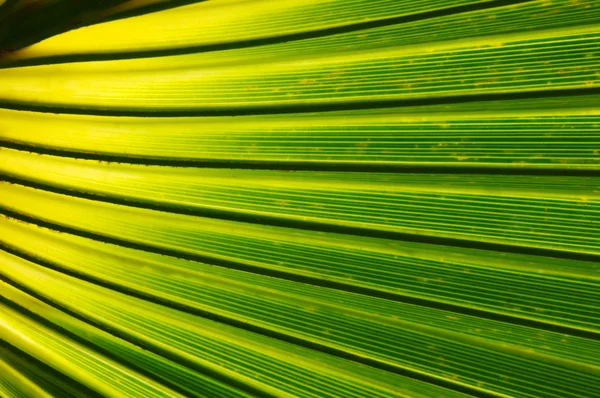 Textura de hoja verde — Foto de Stock