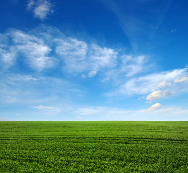 The green field — Stock Photo, Image