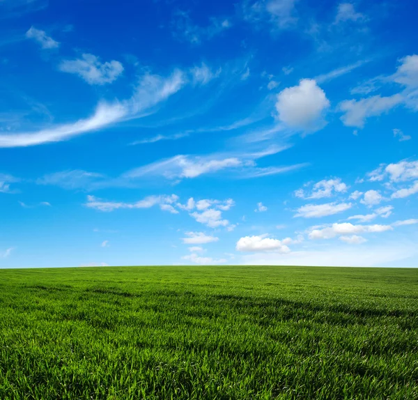 Het groene veld — Stockfoto