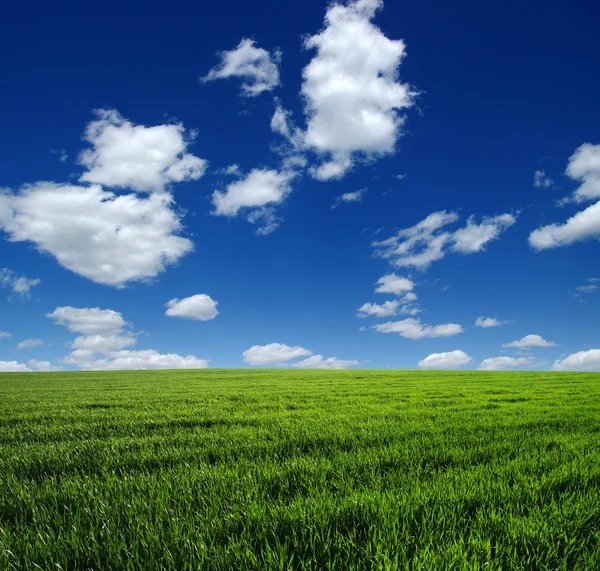 Het groene veld — Stockfoto