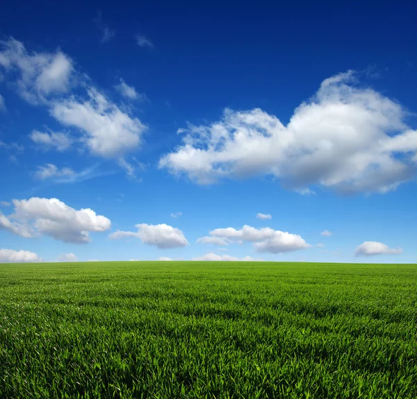 Das grüne Feld — Stockfoto