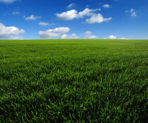 The green field — Stock Photo, Image