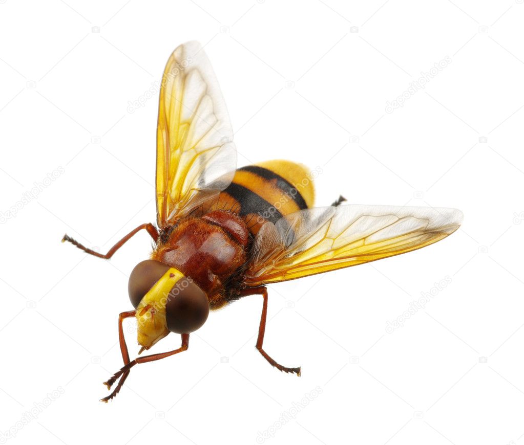 insect  isolated on white