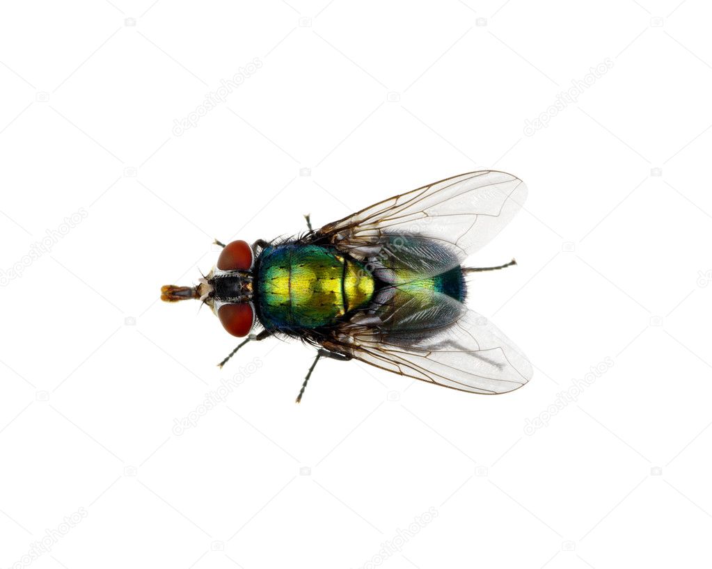 insect  isolated on white