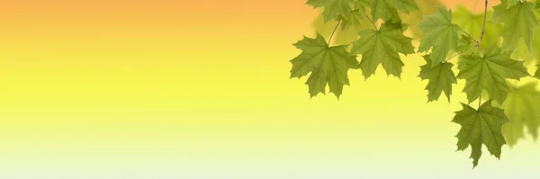 Зеленые листья клена на желтом фоне — стоковое фото