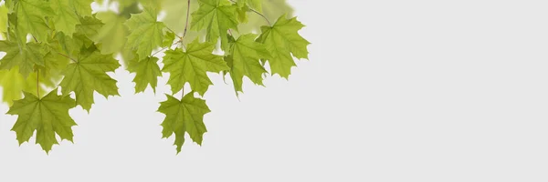 Green leaves maple on the white background — Stock Photo, Image