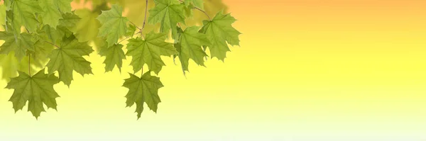 Green leaves maple on the yellow background — Stock Photo, Image