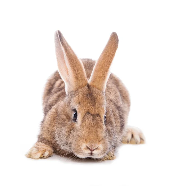 Lindo conejo — Foto de Stock