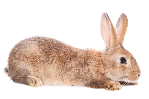 Cute rabbit — Stock Photo, Image