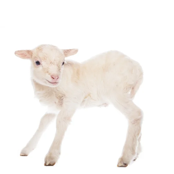 Lamb standing — Stock Photo, Image