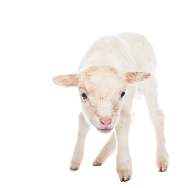 Lamb standing — Stock Photo, Image