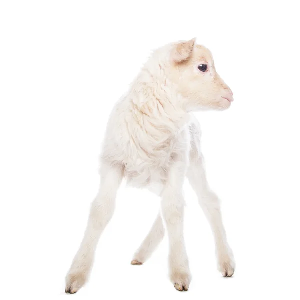 Lamb standing — Stock Photo, Image