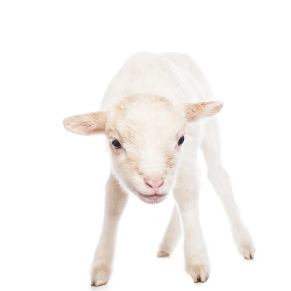 Lamb standing — Stock Photo, Image