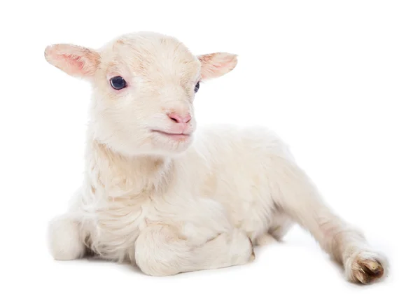 Lamb sedí — Stock fotografie