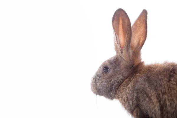 Schattig konijn — Stockfoto