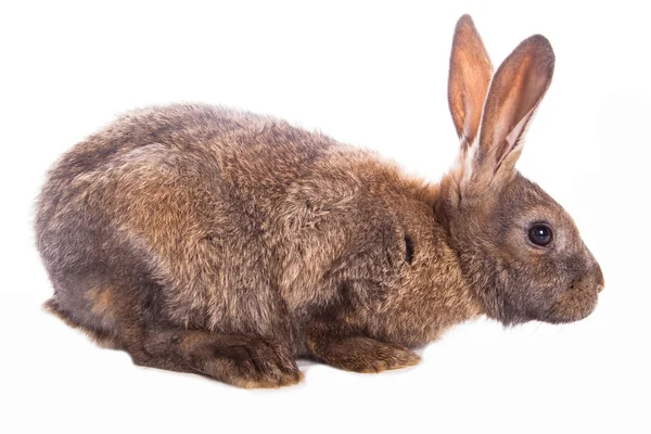 Cute rabbit — Stock Photo, Image