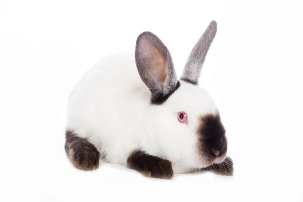 可爱兔 — 图库照片