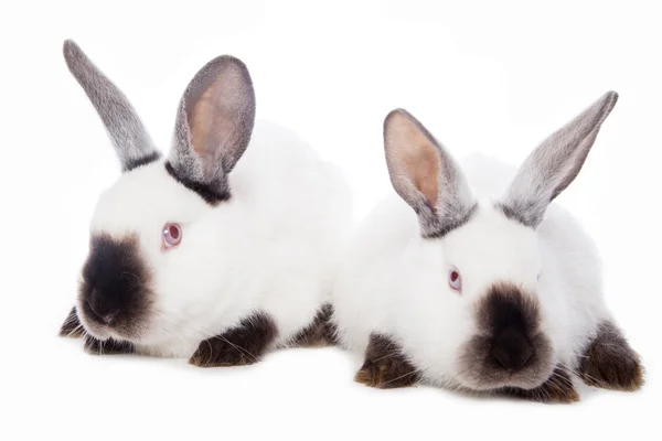Ładny królików — Zdjęcie stockowe