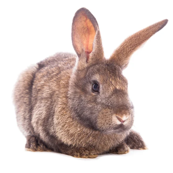 Söt kanin — Stockfoto