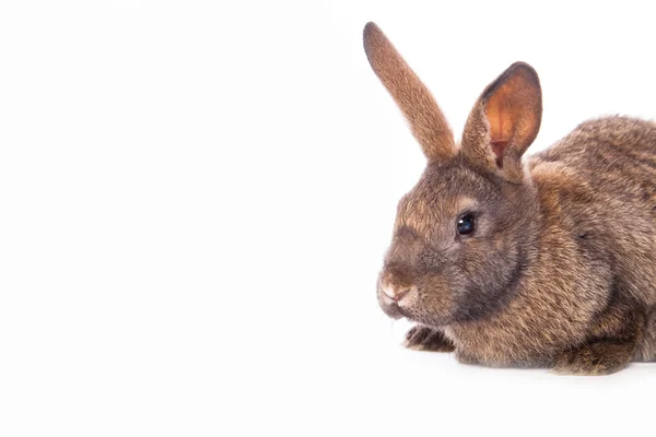 Schattig konijn — Stockfoto