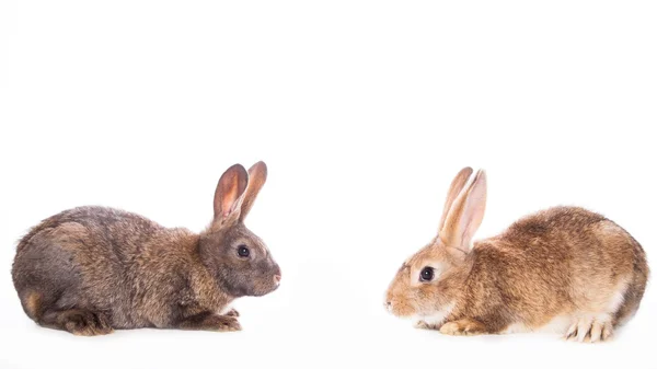 Schattig konijnen — Stockfoto