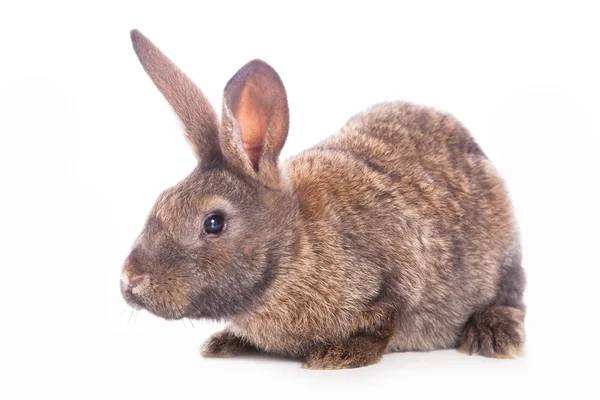 Cute rabbit — Stock Photo, Image