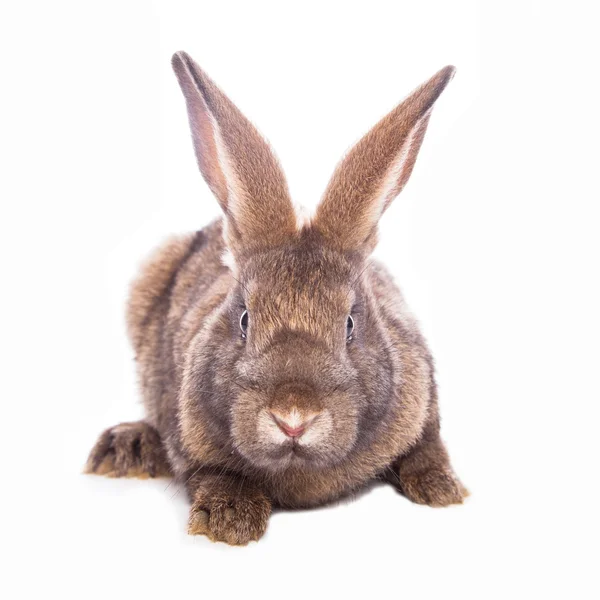 Cute rabbit Stock Image