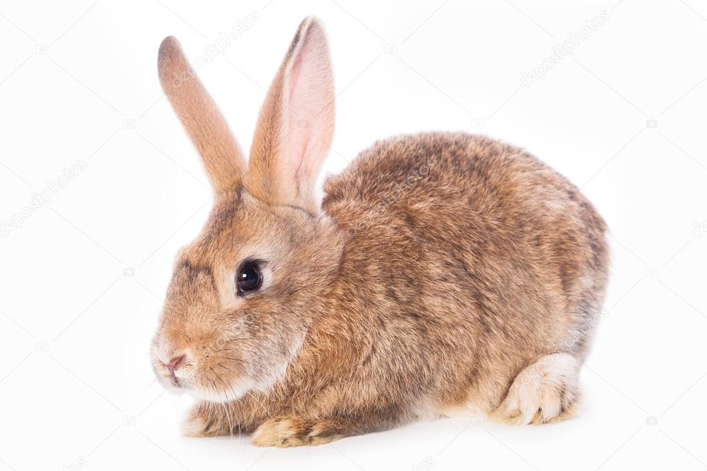 Cute rabbit