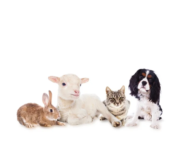 Agneau, chat, chien et lapin — Photo